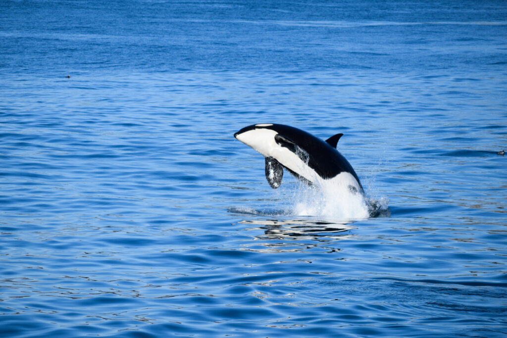 Whale Watching